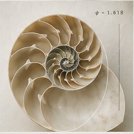 A nautilus shell in cross-section, marked with the ratio 1.618.