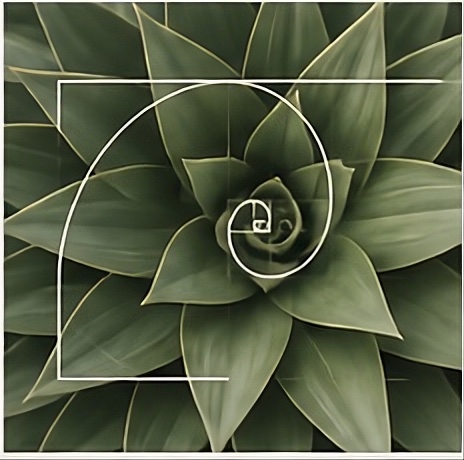 A succulent seen from directly above, a golden spiral traced through its leaves.