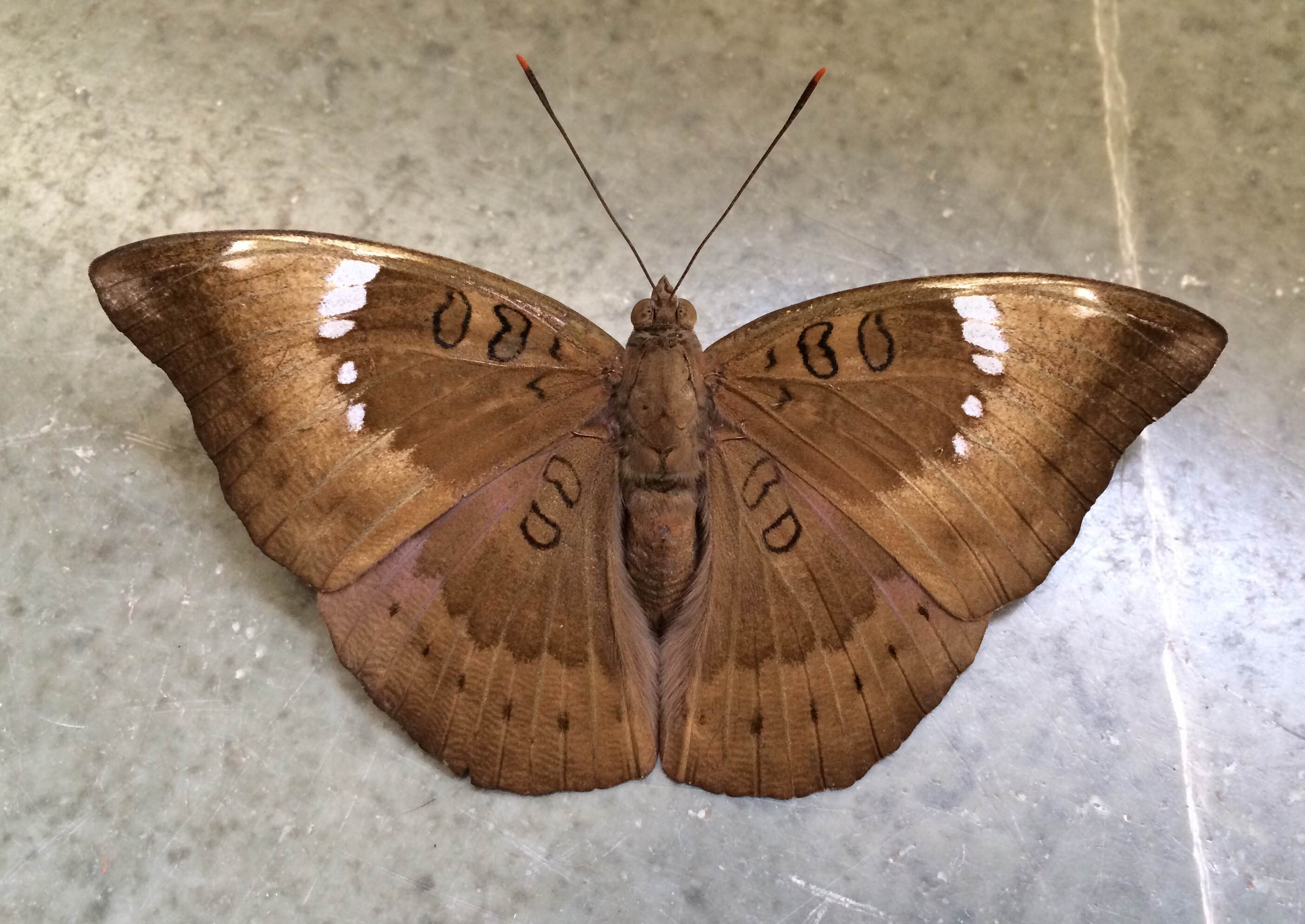 A butterfly seen from directly above, its wing markings repeated exactly on either side of the body.
